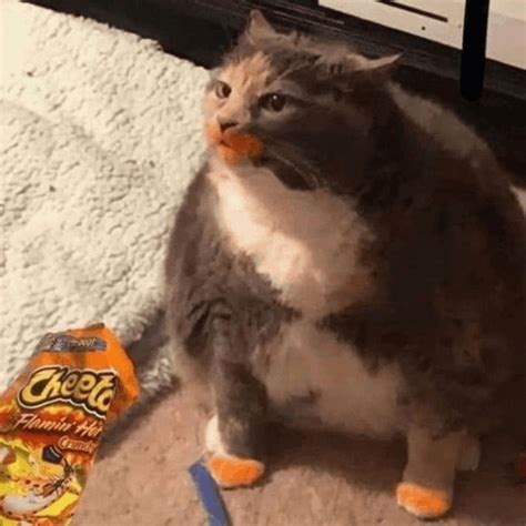 cheetos cat meme|cat eating cheetos meme.